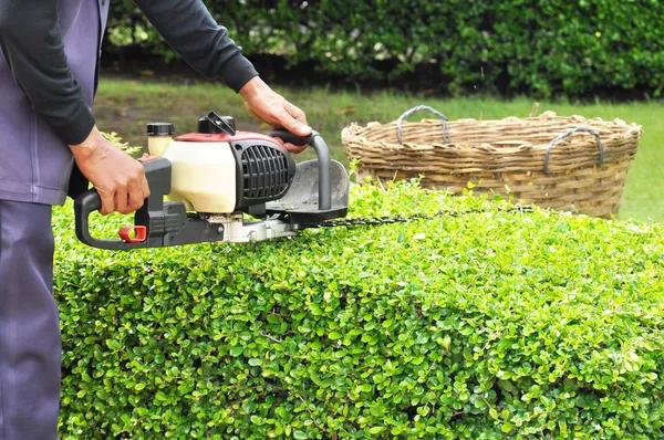 Expert Tree Trimming Service to Keep Your Yard Safe