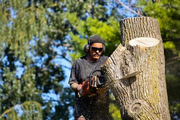 Shelton Tree Service That Keeps Your Property Looking Great