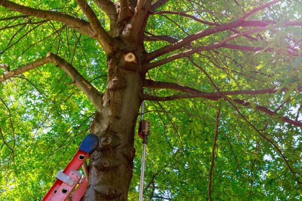Quality Tree Service Janesville with Experienced Arborists You Can Trust