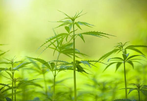 Why Transparency Matters When Buying Hemp Products Online