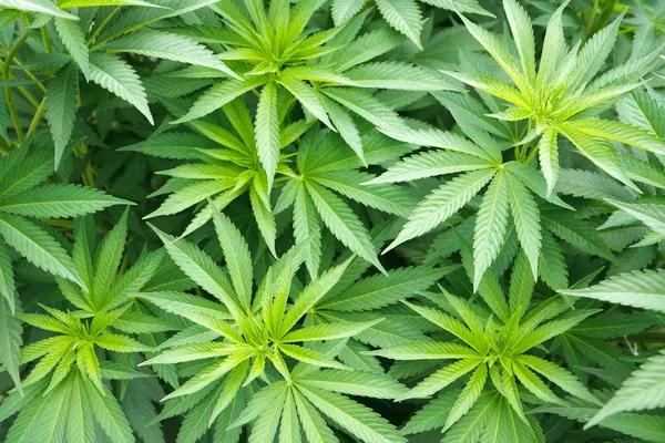 Making Informed Decisions About Hemp-Derived Cannabinoid Products