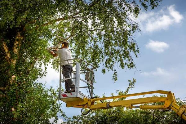 Fast and Dependable tree service near me for Property Care